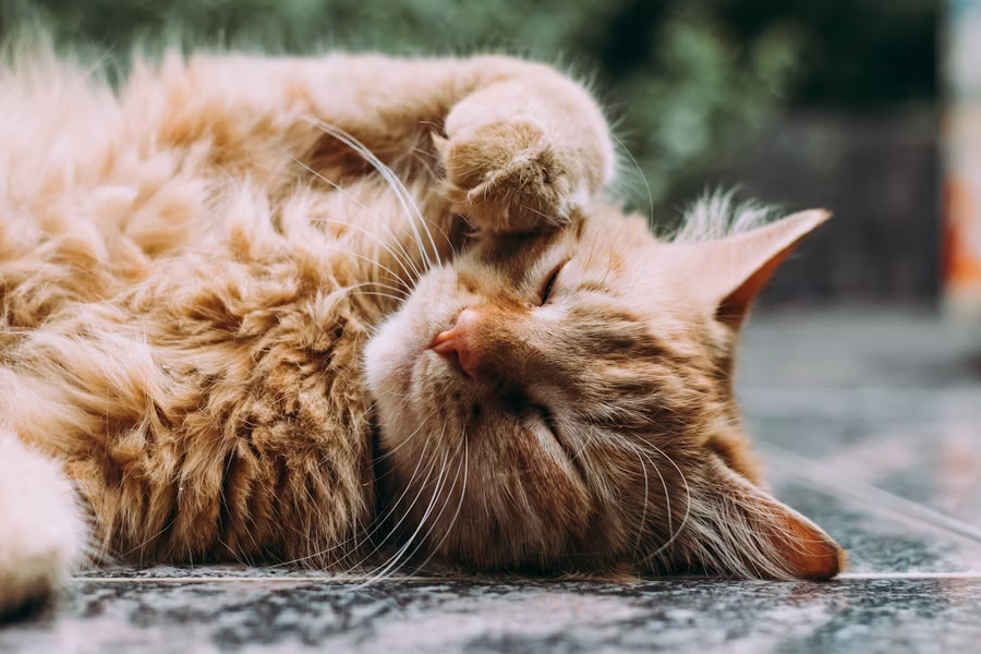 猫用の消化器サポートフードとは？特徴と与えるときの注意点