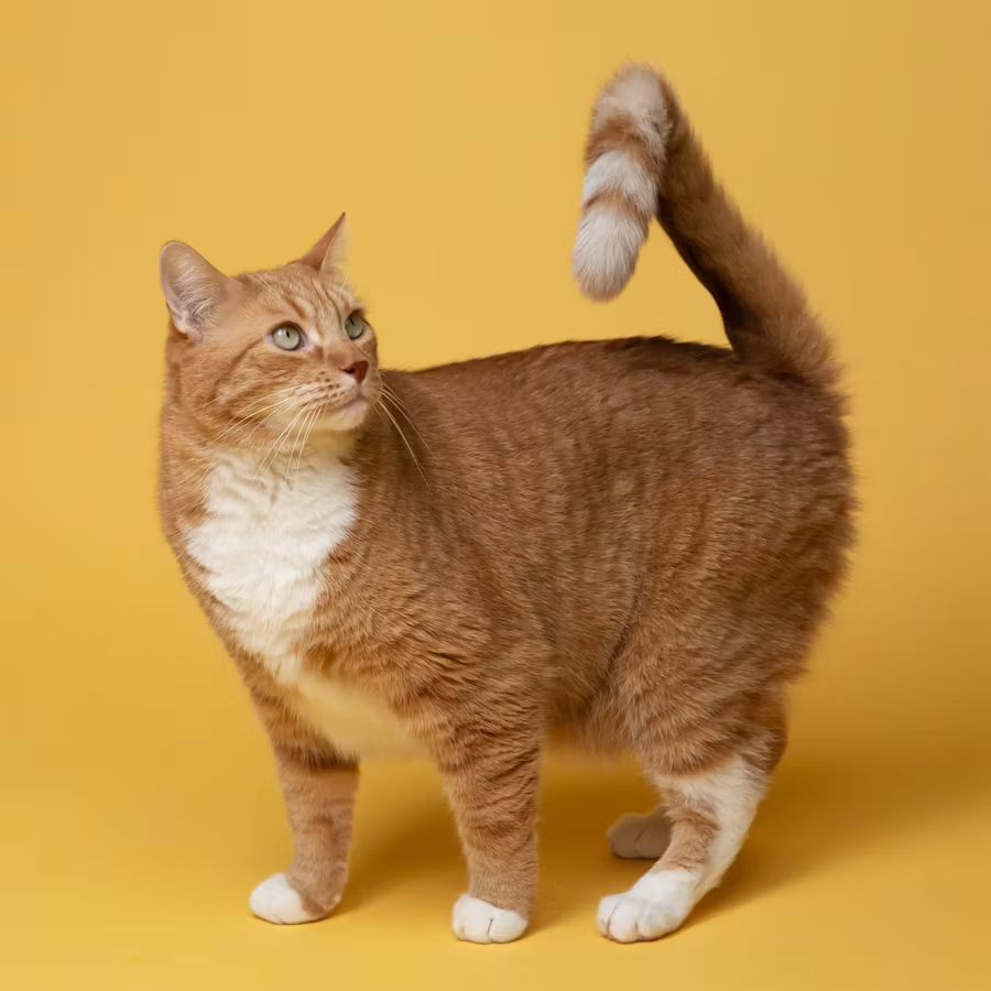猫の栄養補給に使える市販品は？食欲がないときの商品選び