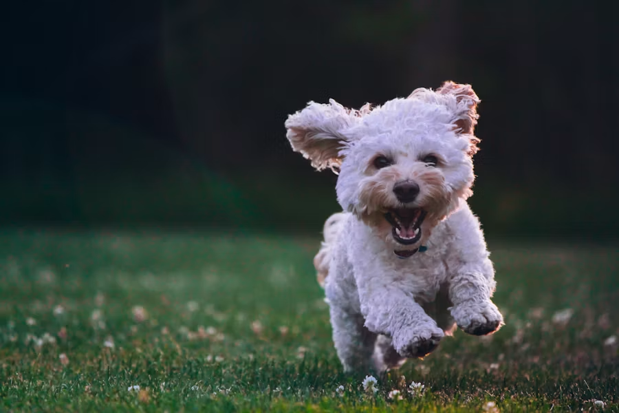 犬用の消化器サポートフードとは？特徴と与えるときの注意点